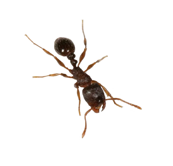 Realistic Brown Ant PNG Transparent Background
