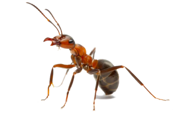 Red Ant PNG Transparent Background