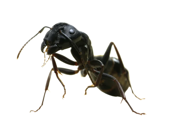 Black Ant Close-Up Transparent Background PNG