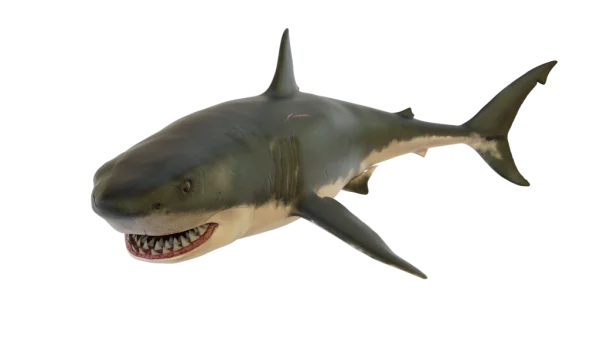 Great White Shark PNG Transparent Background