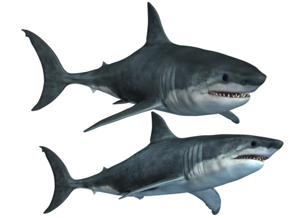 Two Realistic Great White Sharks PNG