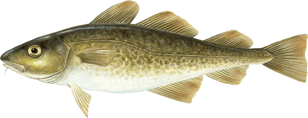 Realistic Cod Fish PNG Transparent Background