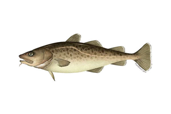 Atlantic Cod Fish PNG Transparent Background
