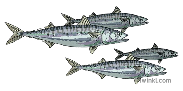 Four Mackerel Fish Illustration PNG Transparent