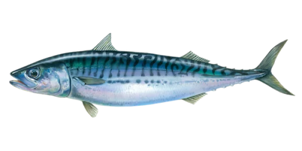 Mackerel Fish PNG Transparent Background