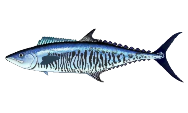 Blue Striped Mackerel Fish PNG Transparent Background