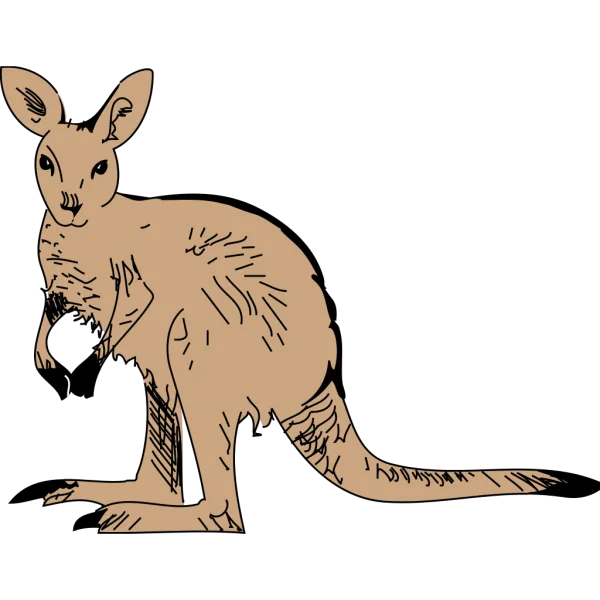 Kangaroo Cartoon Illustration PNG Transparent