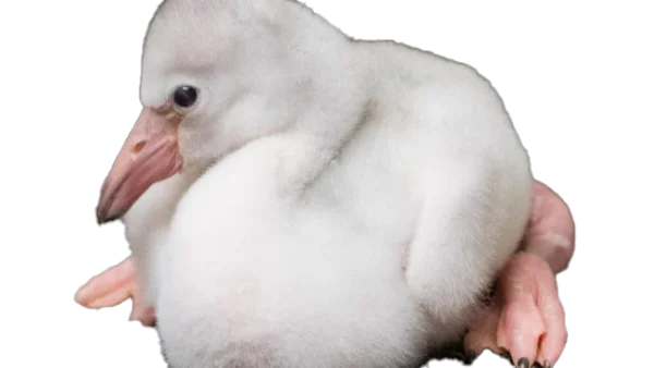 Cute Baby Flamingo Chick PNG Transparent Background