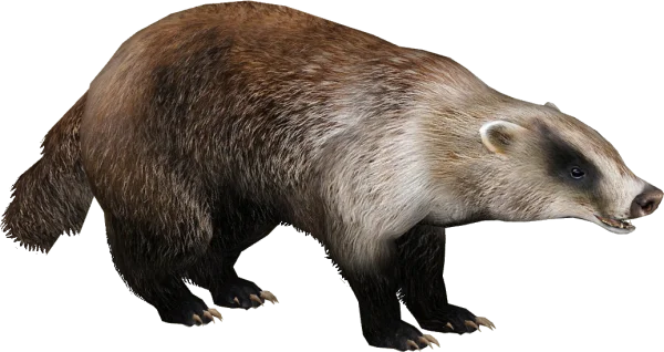 Realistic Badger PNG Transparent Background
