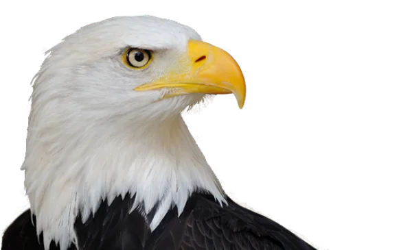 Bald Eagle Head PNG Transparent Background