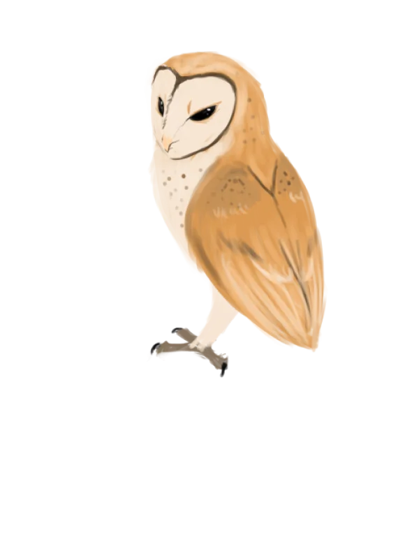 Elegant Barn Owl Illustration PNG Transparent