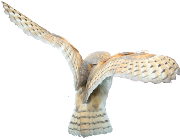 Flying Barn Owl Transparent Background PNG