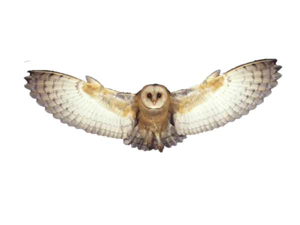 Barn Owl Flying Transparent Background PNG