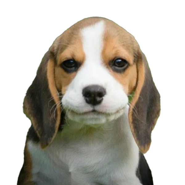 Cute Beagle Puppy Face PNG