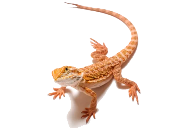 Orange Bearded Dragon Lizard PNG Transparent Background