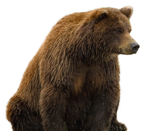 Brown Bear PNG Transparent Background