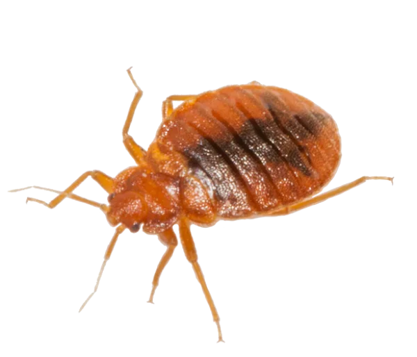 Bed Bug Insect PNG Transparent Background