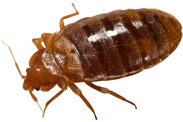 Bed Bug PNG Transparent Background