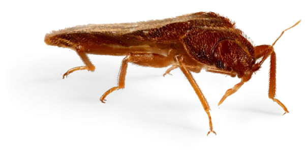 Brown Bug PNG Transparent Background