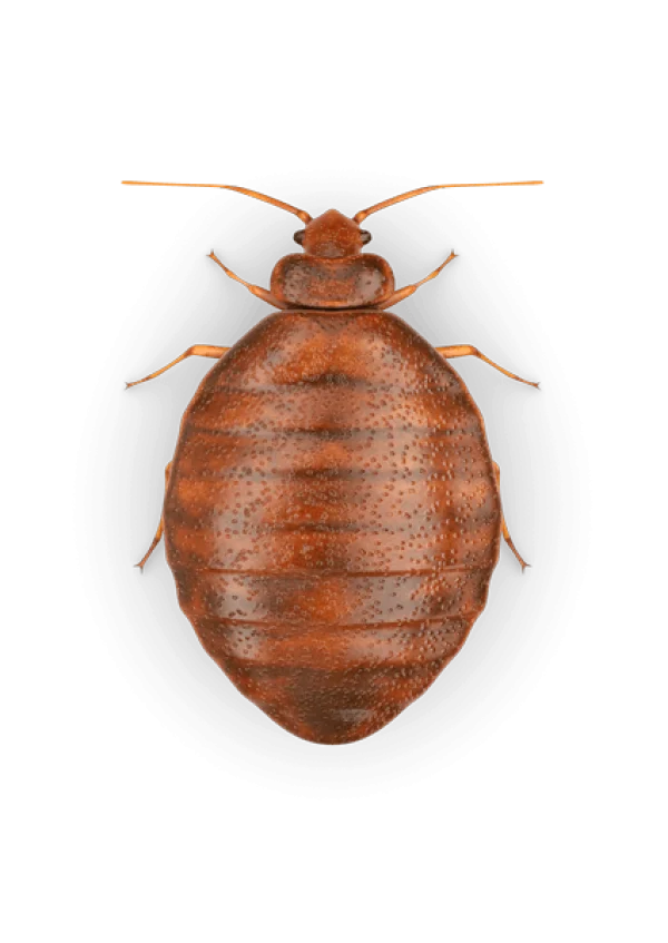 Detailed Bed Bug PNG Transparent Background