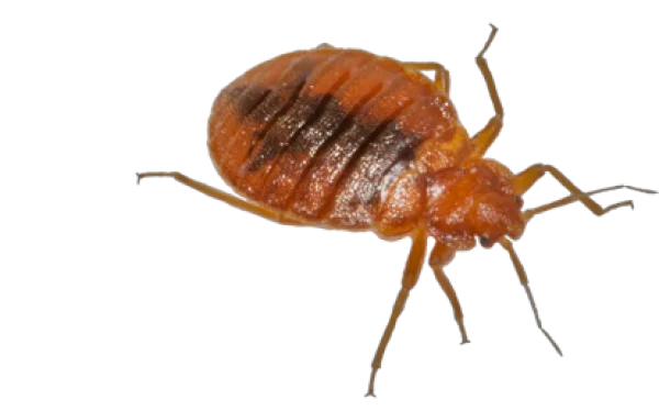 Bed Bug Close-up PNG Transparent