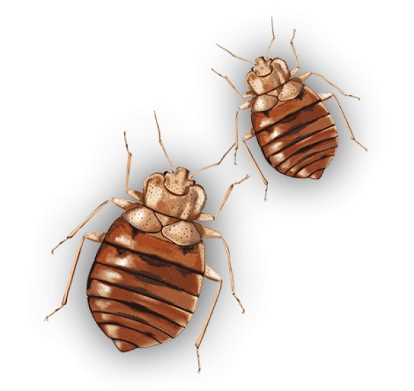 Two Bed Bugs Transparent Background