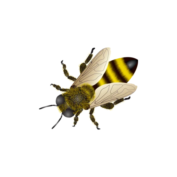 Fuzzy Honey Bee PNG Transparent Background