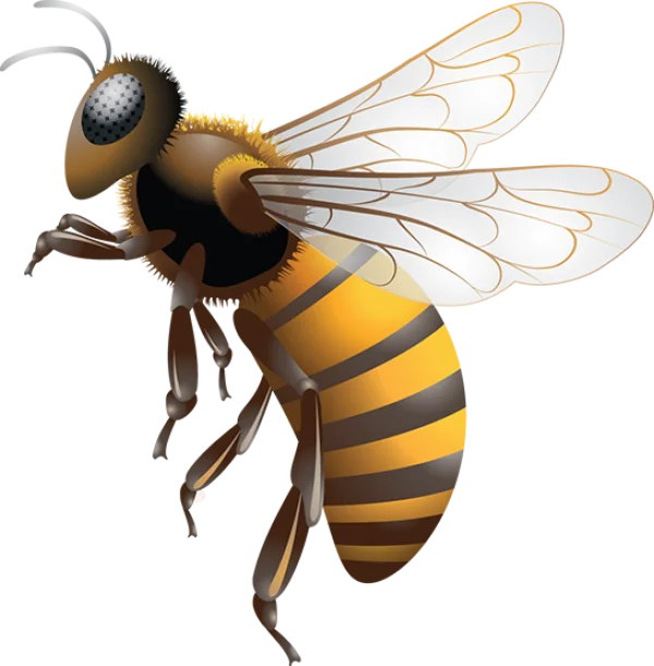 Stylized Cartoon Bee PNG Transparent Background