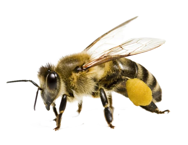 Honey Bee with Pollen Sac PNG Transparent Background