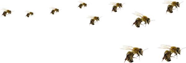 Flying Bees Transparent Background PNG
