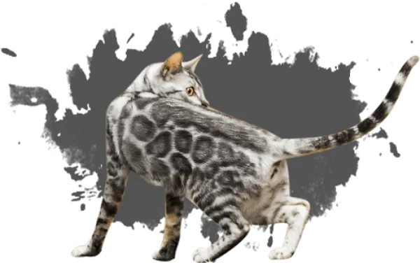 Silver Bengal Cat Looking Back PNG