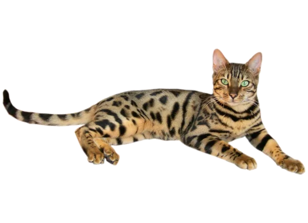 Bengal Cat PNG Transparent Background
