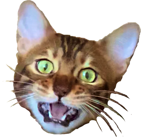 Bengal Cat Yelling PNG Transparent Background