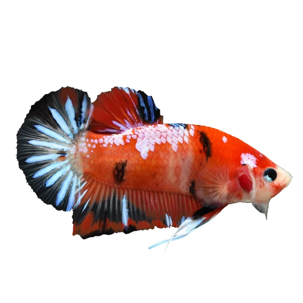 Vibrant Betta Fish PNG Transparent Background