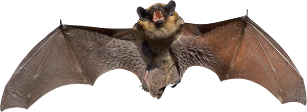 Flying Bat with Open Mouth PNG Transparent