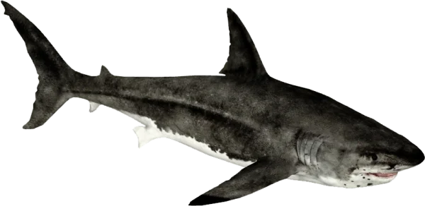 Realistic Great White Shark PNG Transparent Background