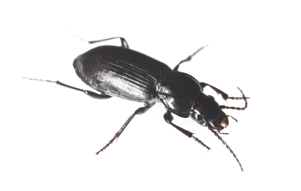 Black Beetle PNG Transparent Background