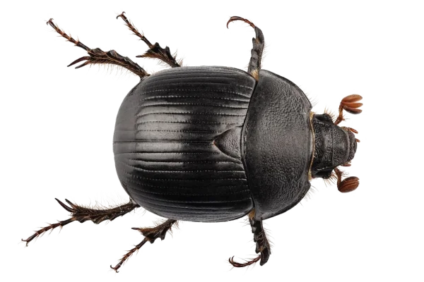 Black Beetle PNG Transparent Background