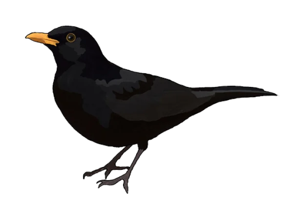 Common Blackbird PNG Transparent Background