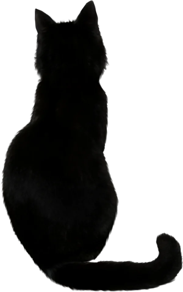 Black Cat Sitting from Back PNG Transparent