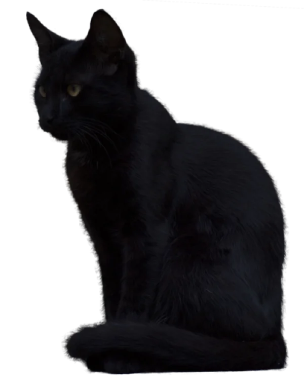 Sitting Black Cat PNG Transparent Background