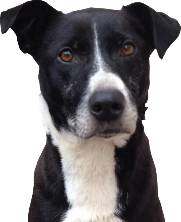 Black and White Dog Head Transparent PNG