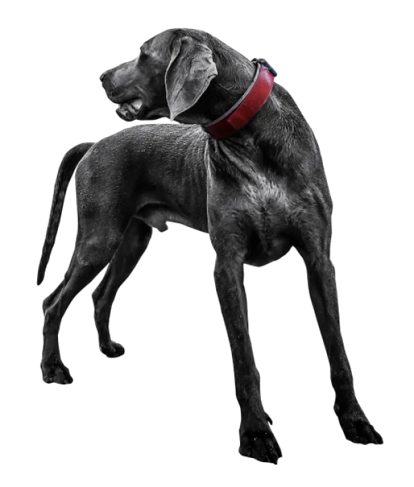 Dark Dog with Red Collar PNG Transparent Background
