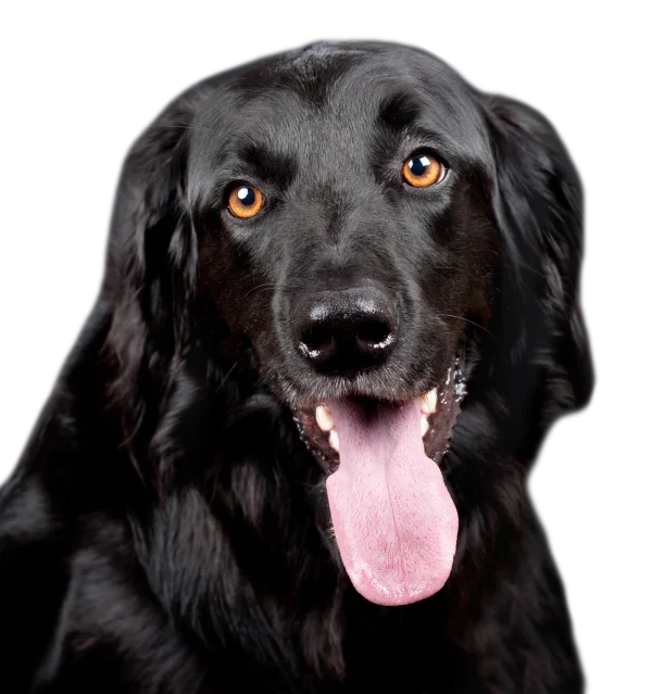 Black Dog Headshot with Tongue Out PNG