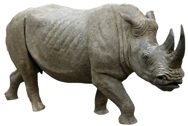 Rhinoceros Walking PNG Transparent Background