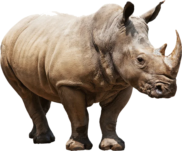 White Rhinoceros PNG Transparent Background