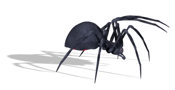 Black Widow Spider PNG Transparent Background