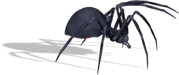 Black Spider with Red Mark PNG Transparent Background