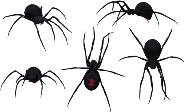 Black Widow Spider Multiple Angles PNG