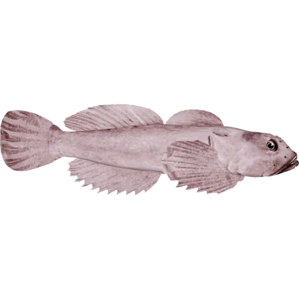 Reddish Brown Fish PNG Transparent Background